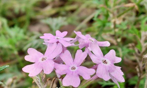 花开美丽，樱红芬芳（樱花的花语和寓意）