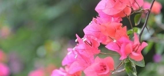 三角梅的花语及其传承（探秘三角梅花语的深意与象征——热情）