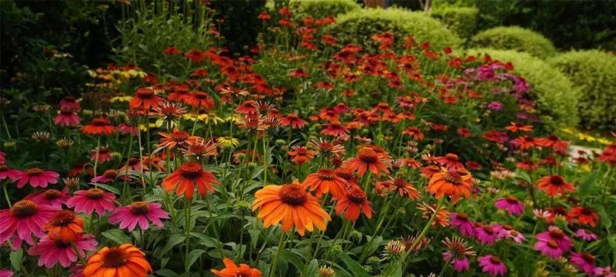 松果菊花语之美（赏析与传承）