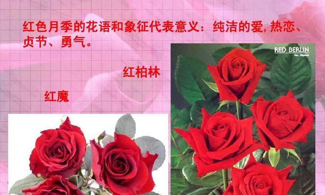 香水月季花语（探秘香水月季花的意义与传说）