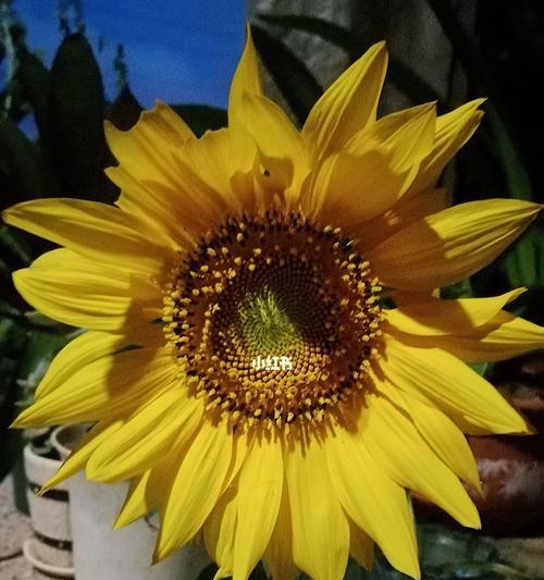 向日葵的花语寓意与意义（阳光）