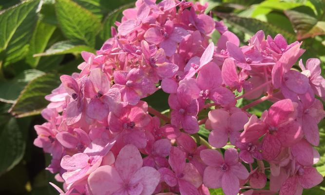 绣球花语——浪漫、宁静与纯洁（用绣球传递爱的情感）
