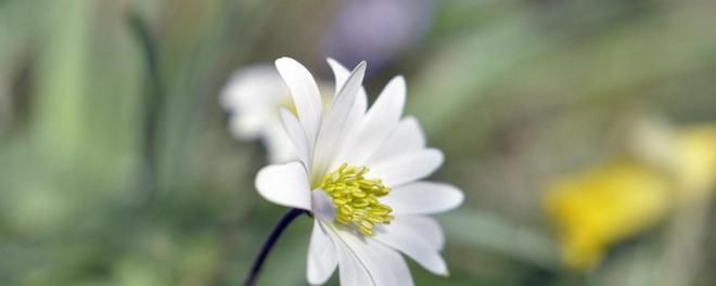银莲花的花语——美丽与纯洁的象征（探寻银莲花的花语及其意义）
