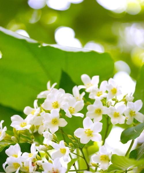 油桐花的花语及意义（揭示油桐花的丰富花语与象征意义）