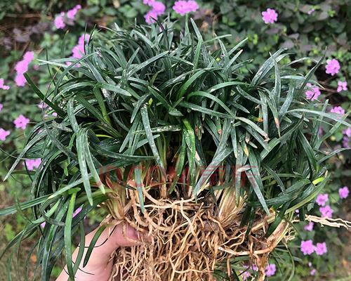 玉龙草——幸福和希望的象征（探索玉龙草的寓意与美丽）
