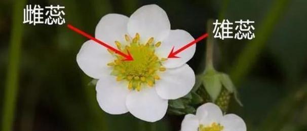 主蔓长度及其在植物生长中的重要性（解析植物主蔓长度的意义及影响因素）