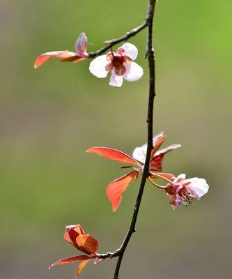 紫叶李花语之美（以紫叶李的花语为主题）