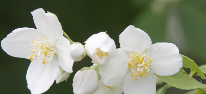 茉莉花的花语之美(揭开茉莉花的花语之谜)