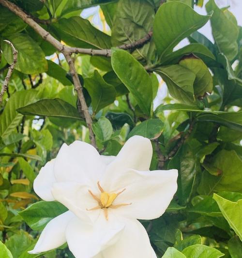 栀子花的花语与象征意义（探秘栀子花的美丽和神奇）