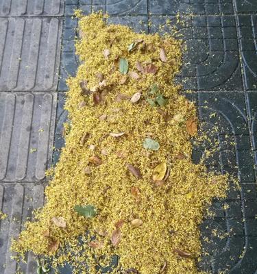 栾树的寓意与象征（探索栾树寓意的深刻内涵）