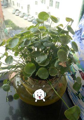 探秘铜钱草的寓意与生长特性(一种祥瑞植物的传奇之路)