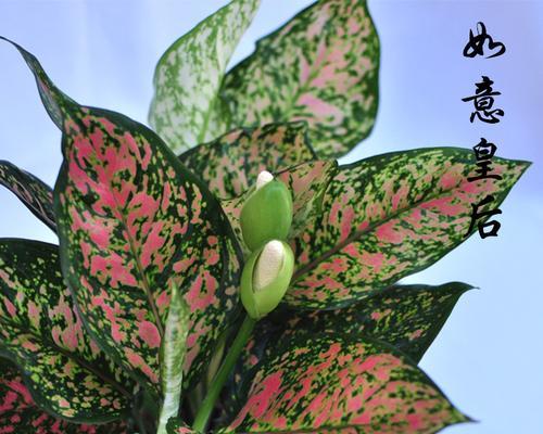 万年青开花（传递幸福与美好的万年青盛开）