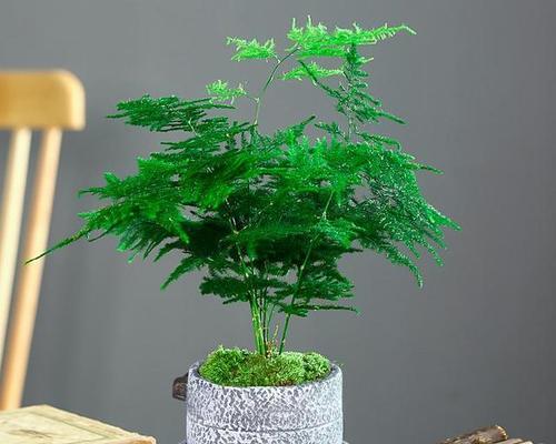 永恒不变的文竹（探索文竹的神秘寓意和象征意义）