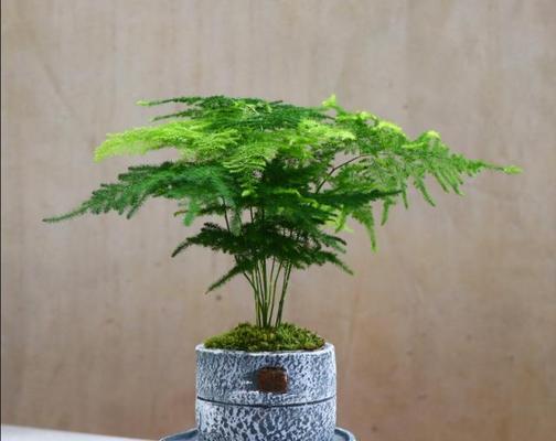 文竹开花的永恒之美（寻觅植物中的永恒符号——文竹开花）