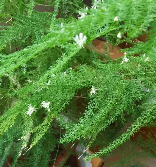 文竹开花的寓意与意义（揭开文竹开花的神秘面纱）
