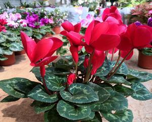 仙鹤开花，启示自由之美（仙鹤花的象征意义及传承之道）