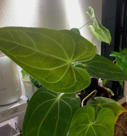 勇敢独立的植物世界（以植物为象征的勇敢和独立精神）