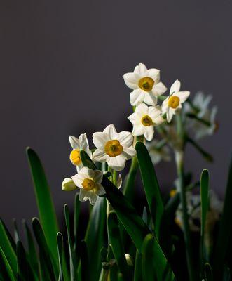 自信力之花（展现魅力与坚强——植物中的自信力）