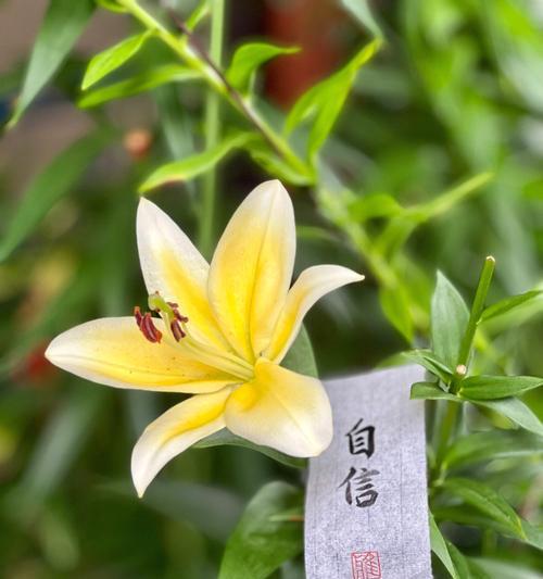 自信力之花（展现魅力与坚强——植物中的自信力）