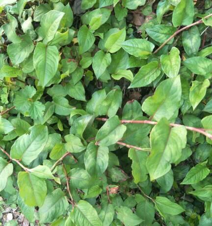 植物中的父爱（以象征父爱的植物为主题的探索）