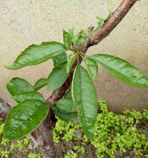 黑暗中的植物(探索黑暗中蕴藏的奇特植物世界)