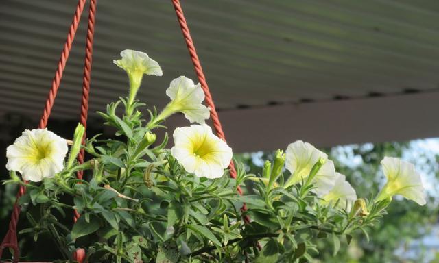 夏天的花海（炎热季节里的花朵乐园）