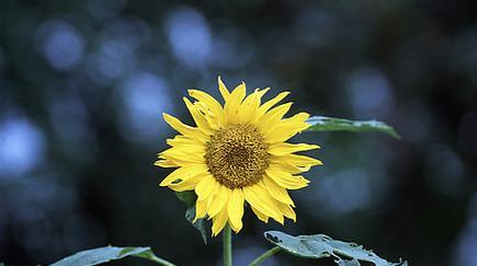 夏天的花海(炎热季节里的花朵乐园)