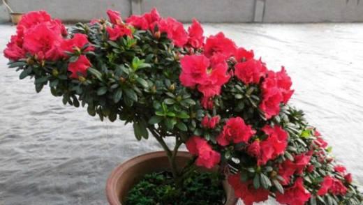 如何在家养好杜鹃花（从栽培到花期）