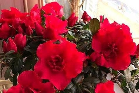 四季杜鹃的浇水技巧，合理调整花期