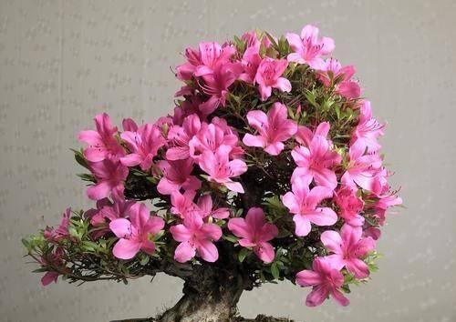杜鹃可以地栽吗？——从种植、土壤、环境等方面探讨