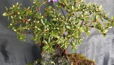 杜鹃老桩养殖与养护指南（了解杜鹃老桩的种植技巧）