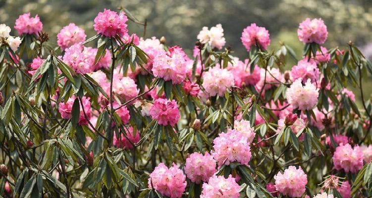 杜鹃花（探秘杜鹃花开放的奥秘）
