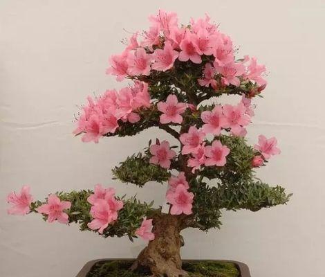 杜鹃老桩造型养护指南（以修剪技巧为主）