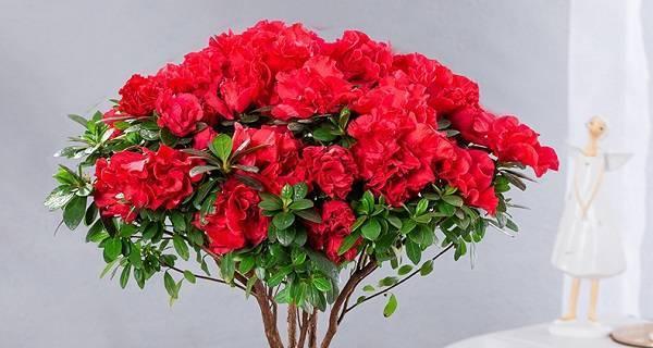 如何正确地养殖杜鹃花（学会这些技巧）