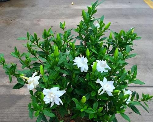 端香花养护指南(端香花怎么养长?学会这些技巧)