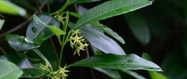 探秘断肠草的神奇之处（又名断肠花）