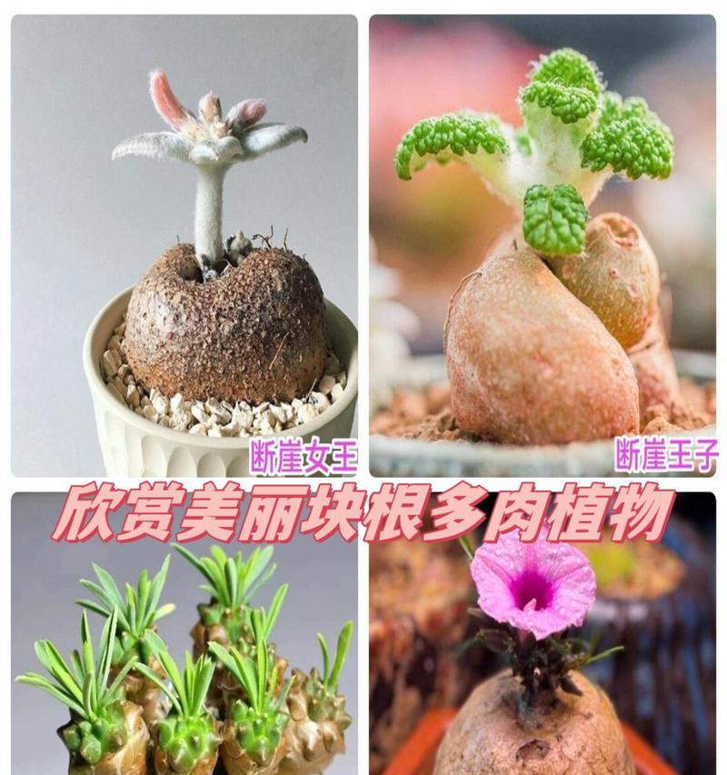 如何为断崖女王施肥（科学施肥）