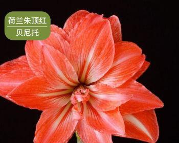 对对红开花后的处理方法（掌握正确的养护技巧）