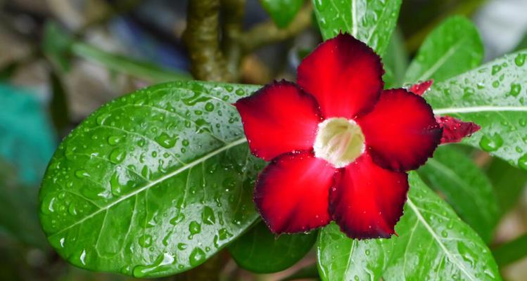 红花开花时间及养护技巧(探秘红花开花周期及如何培养红花)