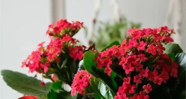 红花开花时间及养护技巧（探秘红花开花周期及如何培养红花）