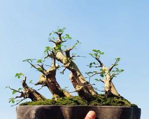 如何防止节白蜡发芽（对节白蜡进行正确的储存和处理）
