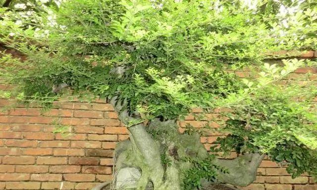 节白蜡如何养护（从生长环境到养护技巧）