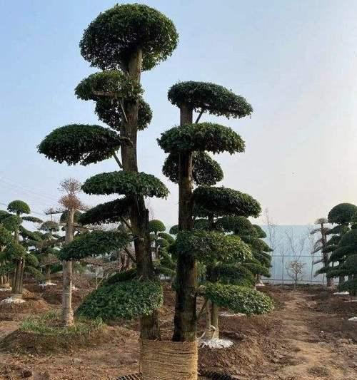 探秘节白蜡耐寒能力的神秘之处（揭开节白蜡冬季生存的关键秘密）