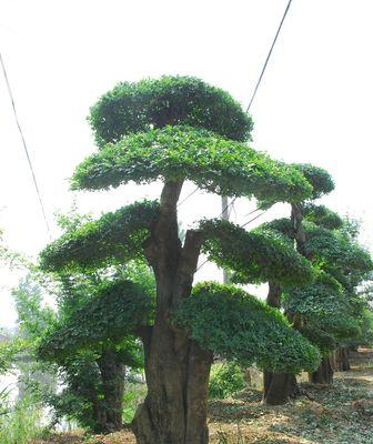 探秘节白蜡耐寒能力的神秘之处（揭开节白蜡冬季生存的关键秘密）