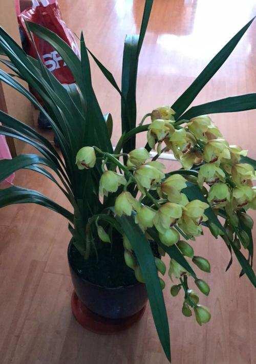 兰花开花频率解析（一年几次开花）
