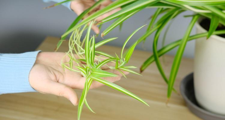 兰花开花频率解析（一年几次开花）