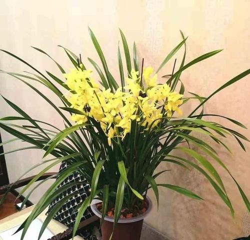 如何养护兰花以促进开花（培育技巧）