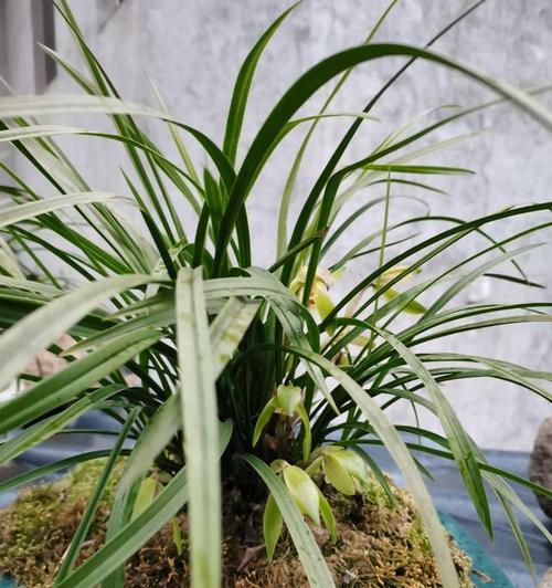 如何养护兰花以促进开花（培育技巧）