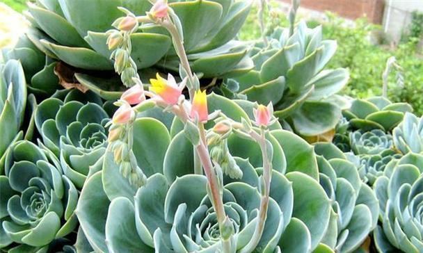 莲花怎样养护才能开出多朵花（莲花养护全攻略）