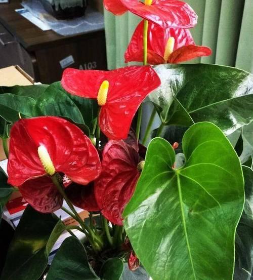 多菌灵能否浇灌红掌花（多菌灵的使用方法及安全注意事项）